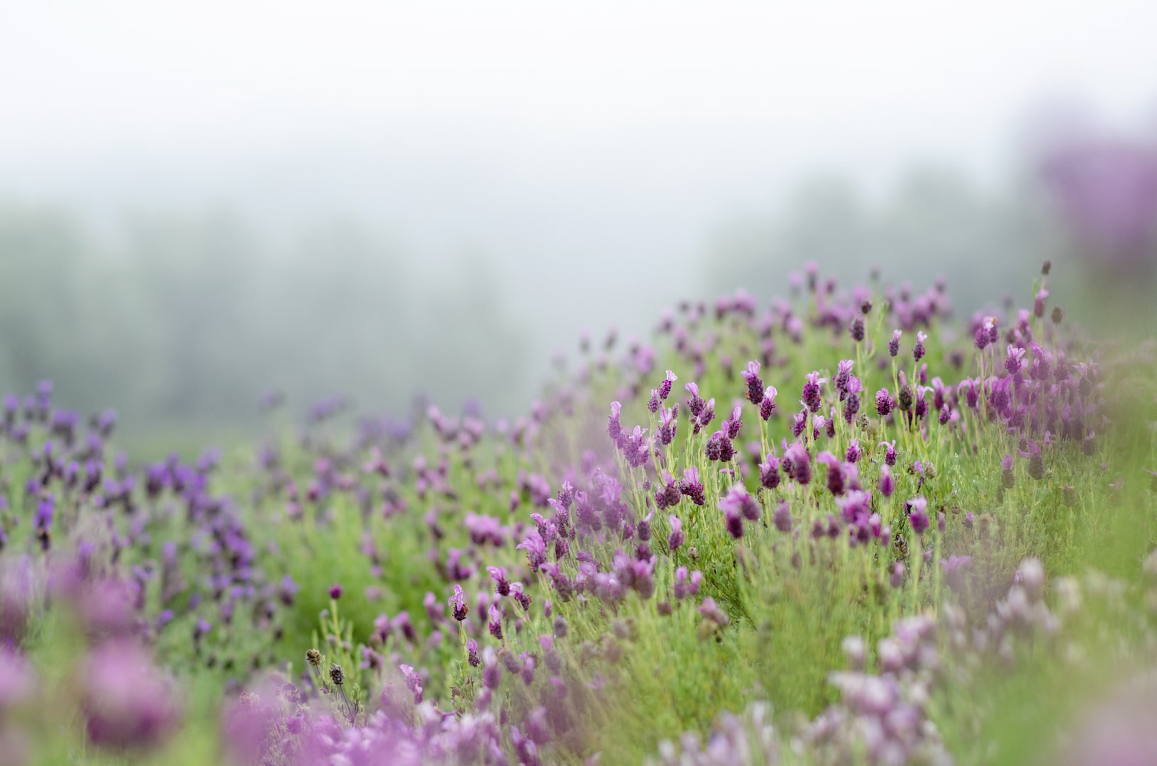 Een hatonomisch bloemenveld